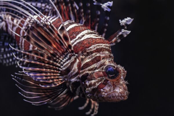 lionfish-4482131_1280