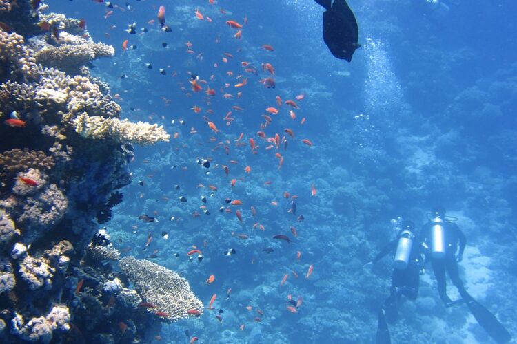 Marettimo: ricercatore barese localizza foresta di corallo nero